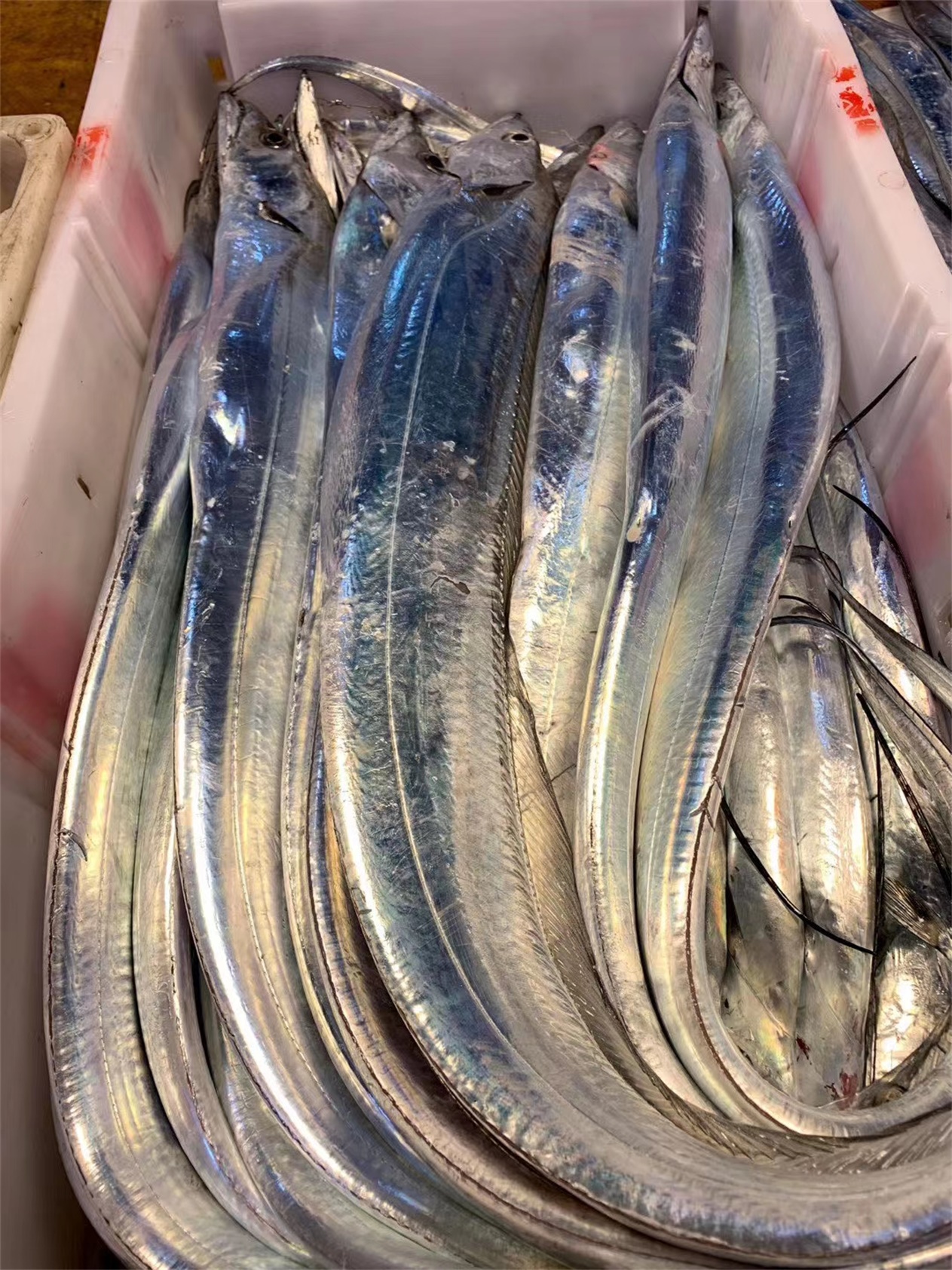 一品鮮帶魚(圖1)