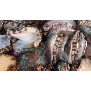 它比魚還鮮比肉要貴，一斤要價二十塊，大多人不認識，多吃身體好